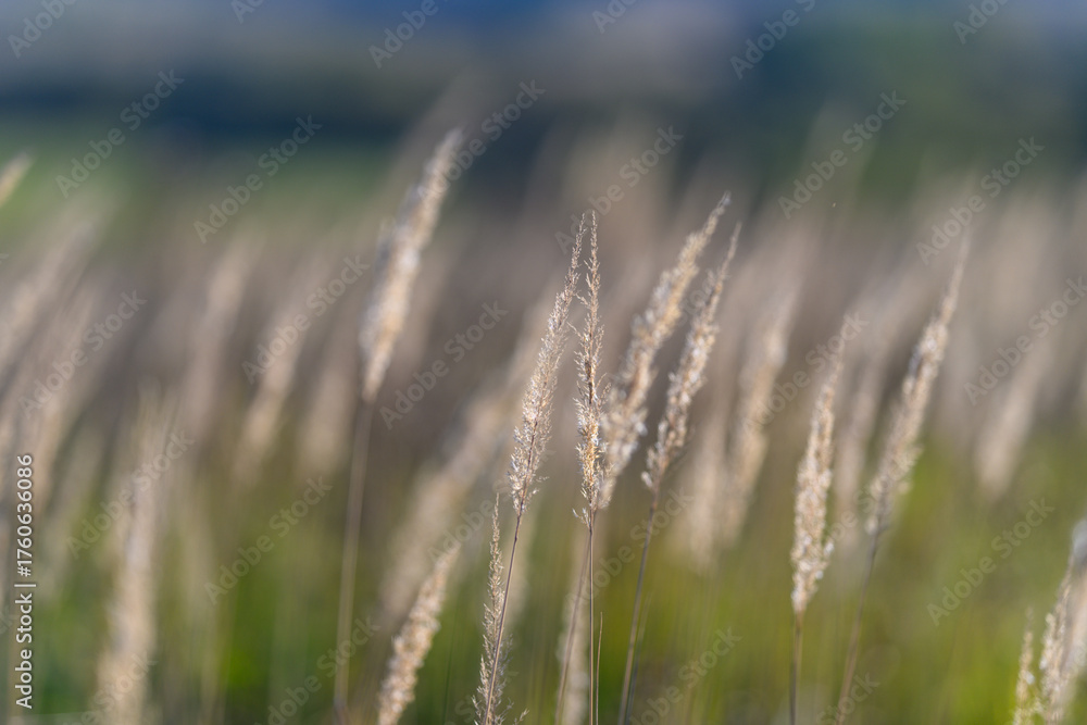 Fototapeta premium A Soft Focus Capturing Tall Grass as it Nestles Amidst Natures Serenity and Peaceful Beauty