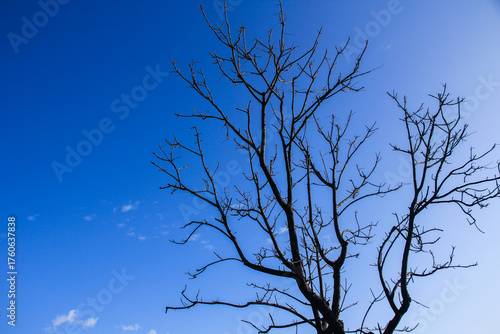 tree silhouette against blue sky