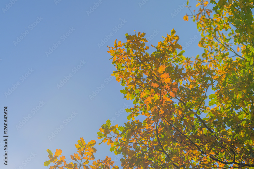 Fototapeta premium The Vibrant Colors of Autumn Leaves Contrast Beautifully with the Clear Blue Sky Above