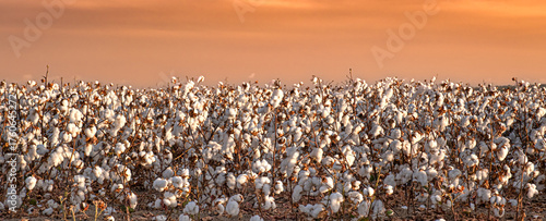 Field of blooming cotton plants illuminated by the sunset