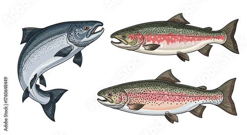 Illustrations of diverse salmon species swimming in clear blue waters with intricate details and vibrant colors.