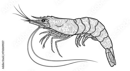 An illustration of a large shrimp with long antennae and segmented body.