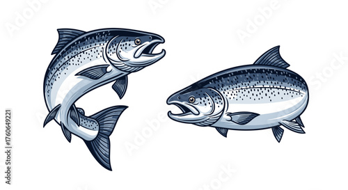 Two detailed illustrations of salmon swimming in a clear aquatic environment.