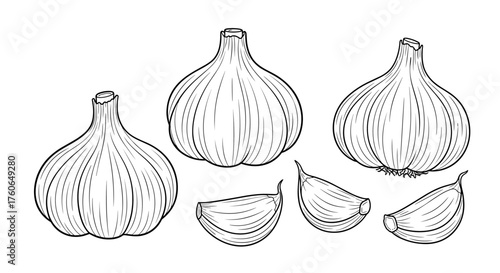 A collection of hand drawn garlic bulbs and cloves representing fresh ingredients for cooking and healthy eating.