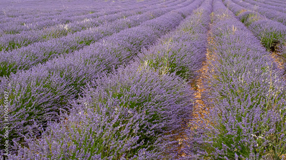 Obraz premium Lavender fields ready for harvest
