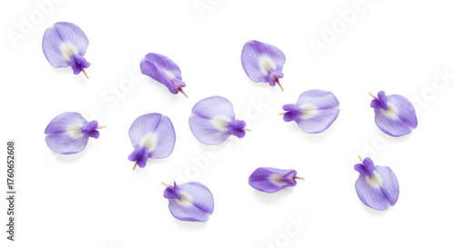 Delicate Purple Wisteria Petals Scattered on Transparent Background