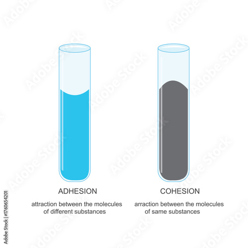 Adhesion and Cohesion. Forces That Hold Substances Together and Attract Molecules Alike.