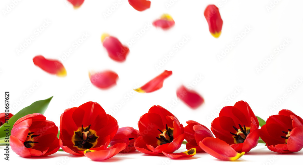 Fototapeta premium Vibrant Red Tulip Petals Falling on a Transparent Background