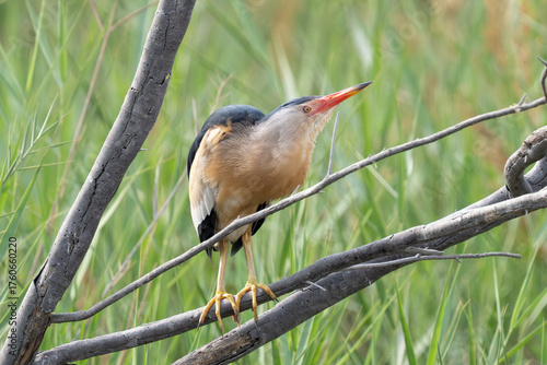 Little bittern or common little bittern (Ixobrychus minutus) breeding display