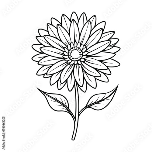 Smooth aster flower drawing vector illustration of gentle blooming flower with graceful details