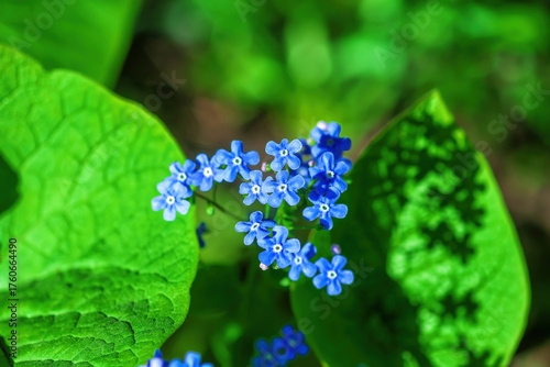 Blue forget-me-not little flowers growing in summer ornamental garden, selective focus