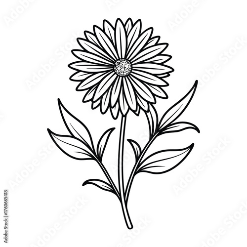 Detailed vector of heath aster flower with realistic petals and natural floral shape