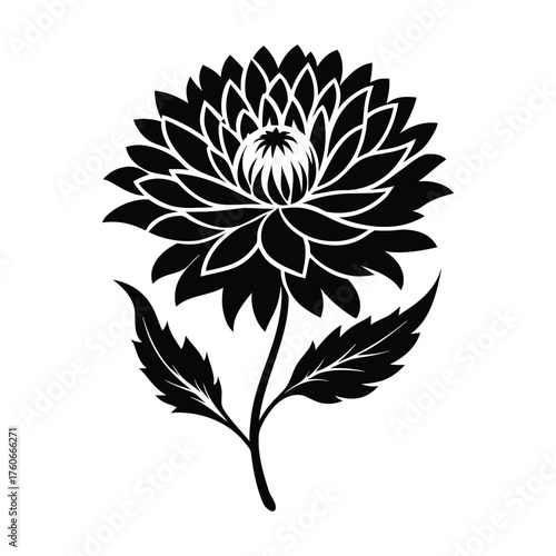 Vintage china aster botanical illustration vector art for floral pattern design