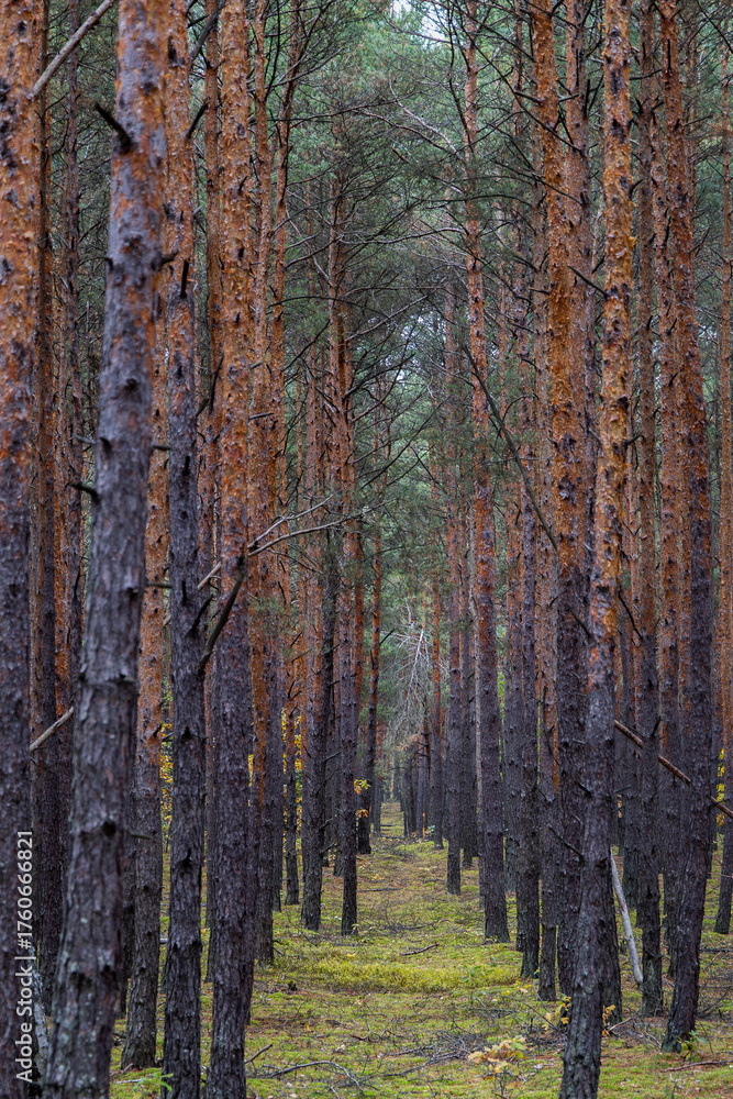 Fototapeta premium Vertical view of a dense pine forest with tall, straight trunks forming natural symmetry. The bark shows rich brown and orange tones, and the forest floor is covered with soft green moss and scattered