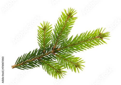 christmas tree green branch cutout, isolated on white or transparent background. PNG