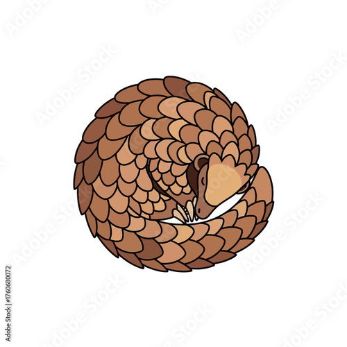 Pangolin curled up in a defensive ball position.