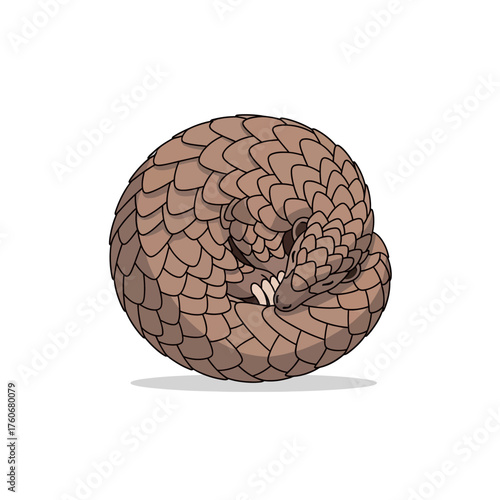 Pangolin curled up in a defensive ball.