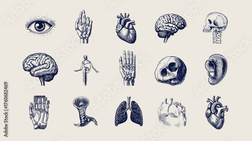 Anatomical Illustrations - A Detailed Study of Human Organs.