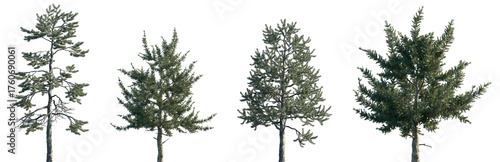 Carta da parati Set of Pinus tabuliformis and Picea asperata frontal isolated png on a transpare