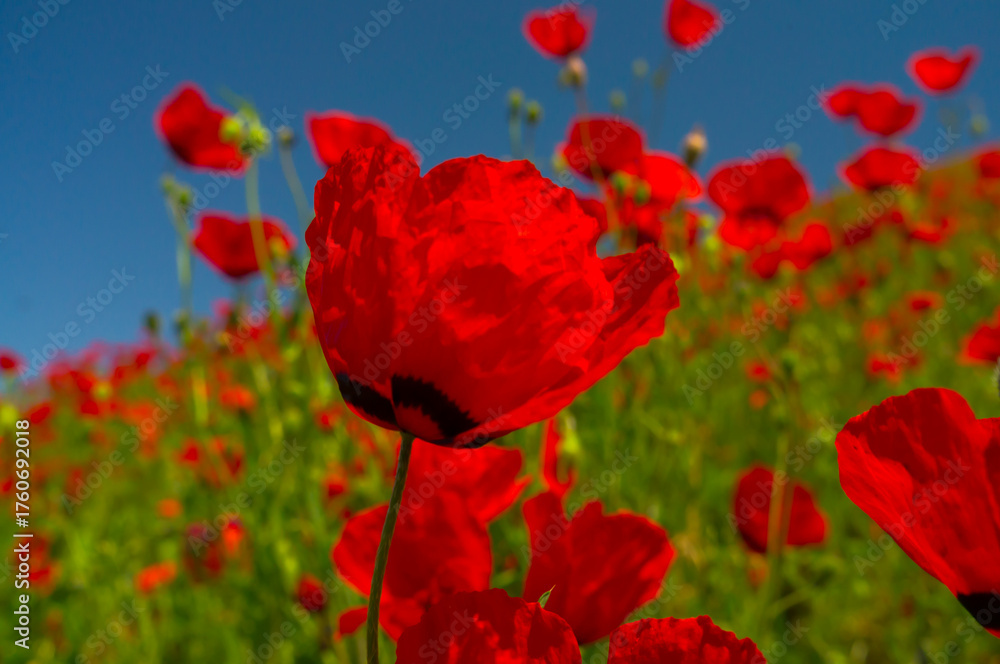 Obraz premium A sea of red poppies flourishes under the azure sky, petals fluttering in the breeze, vivid and lush amidst the greenery, a testament to the vibrant life of springtime.