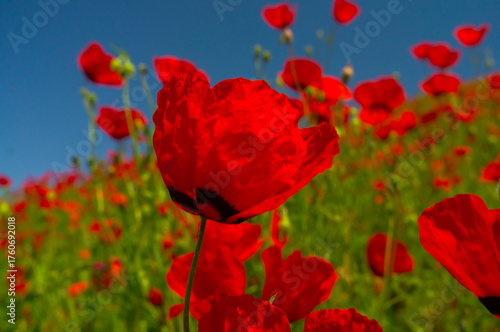 A sea of red poppies flourishes under the azure sky, petals fluttering in the breeze, vivid and lush amidst the greenery, a testament to the vibrant life of springtime.