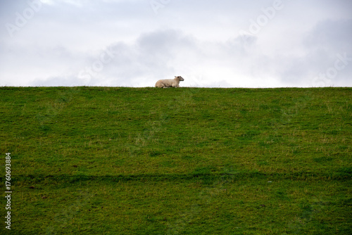 Wattenmeer mit Schafe