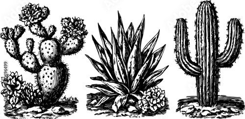 Cactus silhouettes in vintage engraved style. Detailed black outline illustration of plants in a set on a white background.