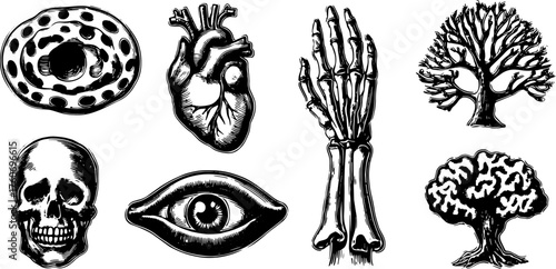 Engraving prints featuring anatomical and botanical elements. This black silhouette vector illustration includes a skull, heart, eye, skeleton, and tree set.
