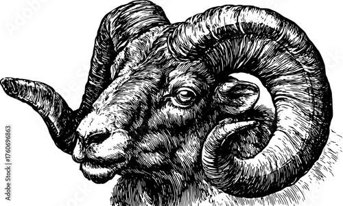 Sheep head with prominent horns in black and white outline style. Vintage vector illustration showcasing detailed engraving and realistic features.
