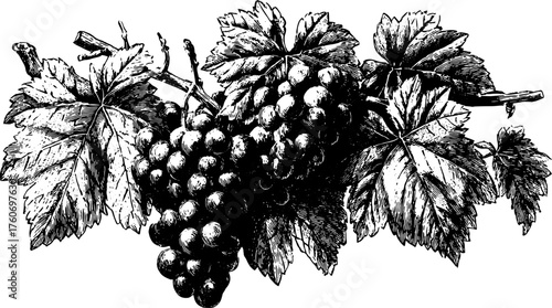 Grapes and vine leaves in black outline style. Hand-drawn vintage vector illustration depicting intricate details in a classic botanical set.