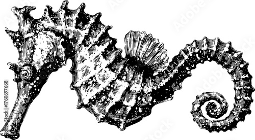 Seahorse engraving in black outline style. Vintage vector illustration with detailed features, suitable for decorative art.