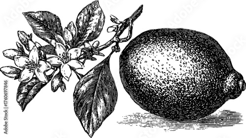 Vintage illustration of a lemon with flower branches, detailed line drawing in black and white. This is a classic set of botanical vector art.