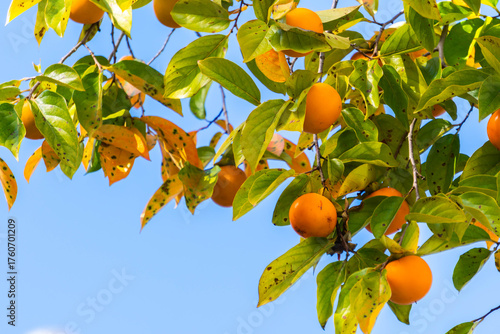 persimmon tree with blue sky in autumn	
