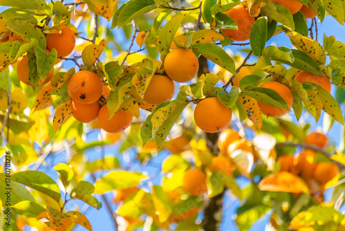 persimmon tree with blue sky in autumn	
