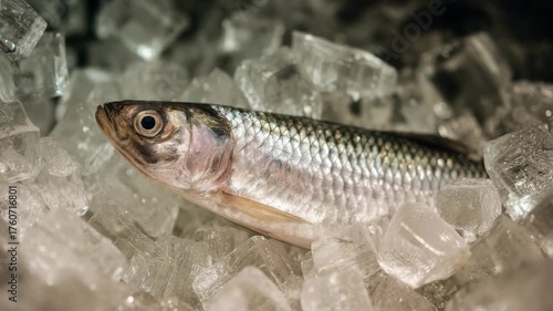 Small Silvery Fish Lying On Crushed Ice In A Nordic Winter Market Kitchen, Close-Up Of Slender Body And Shimmering Scales Under Cool Blue Lighting, Wet Texture, Cold Atmosphere, Fresh Catch