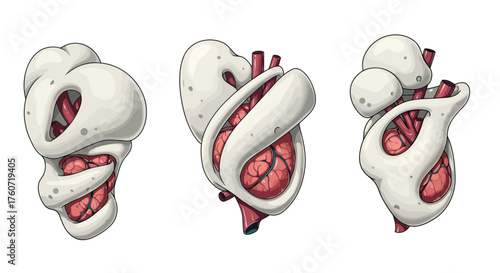 Stylized Human Heart Anatomy Conceptual Illustrations for Health Studies