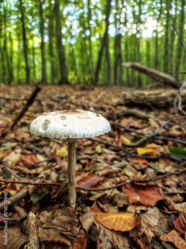 mushroom in the forest