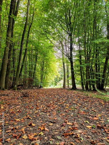 path in autumn forest