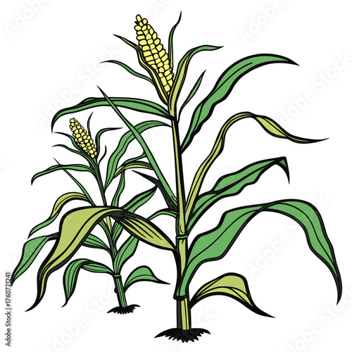 Illustration of two corn stalks with green leaves and yellow corn cobs on a white background drawing style