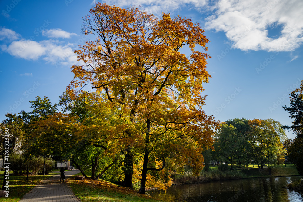 Naklejka premium Golden autumn tree beside canal in Riga park illuminated by sunlight, representing harmony of nature within the city, seasonal colors and tranquil outdoor atmosphere on clear day