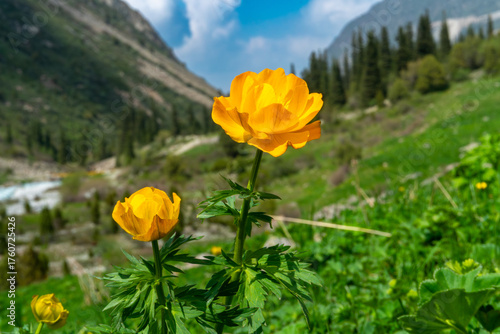Vivid yellow wildflowers globe flowers on a blurred background, green grass, set against dramatic mountain slopes, pine trees, clear sky, ideal for hiking, trekking, mountaineering, outdoor adventure