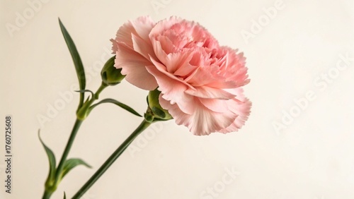 pink carnation flower