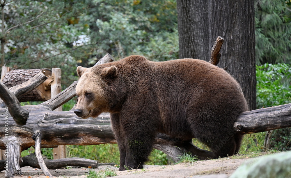 Fototapeta premium European bear