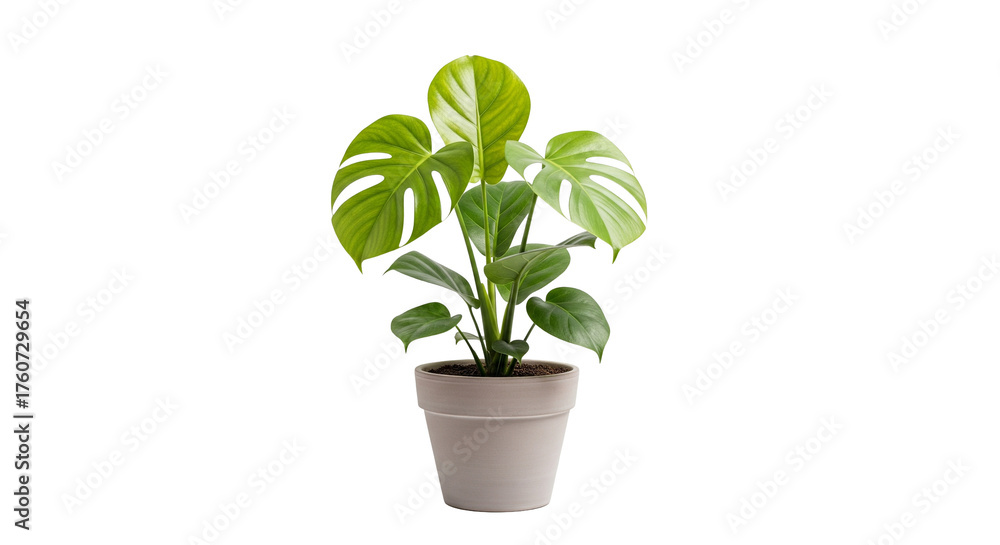 Obraz premium realistic house plant in pot isolated 