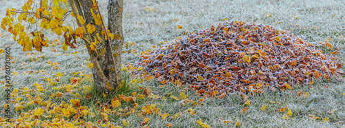A frost-covered autumn scene with yellow and orange leaves scattered on icy grass and a tree beside a pile of fallen leaves on a cold morning.