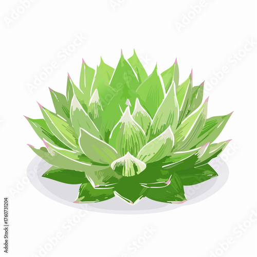 Sukkulente Pflanze in Rosettenform