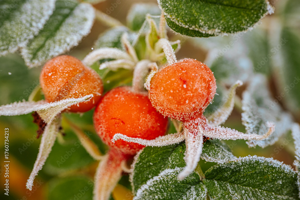 Obraz premium Frosty leaves adorned with bright red berries stand out against a softly blurred autumn backdrop, highlighting the intricate details of natures seasonal transformation