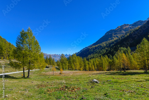 High mountain panorama in late summer, early autumn, with green and yellow larches, blue sky, in the Swiss Alps.