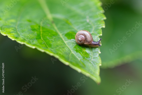Canvas Print A macro shot of a tiny snail slowly moving on a wet green leaf after the rain