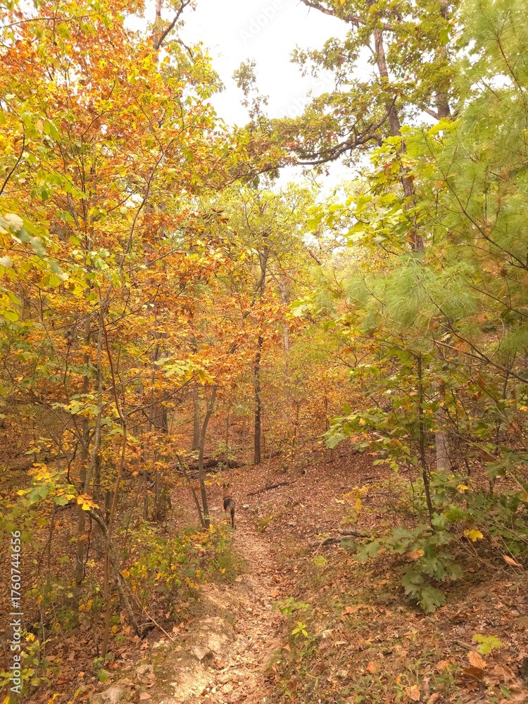 Fototapeta premium autumn in the forest